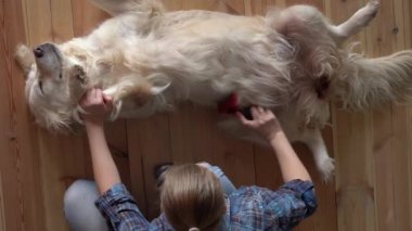 Hayvan bakımı. Kadın evinde metal bir tarak ile büyük bir Golden Retriever köpeğini tarıyor. en üstteki görünüm