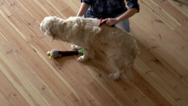 ペットケア。女性は自宅で金属製のグルーミング櫛で大規模なゴールデンレトリバー犬を持っています。トップビュー — ストック動画