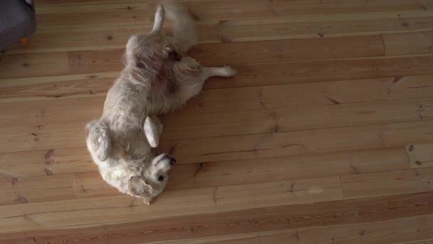 Cuidado y amor por las mascotas. niño en el hogar abrazos con un perro grande recuperador de oro, vista superior — Vídeo de stock