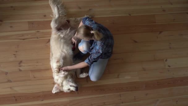 Soin des animaux. femme peigne un grand chien Golden Retriever avec un peigne de toilettage en métal à la maison. vue de dessus — Video