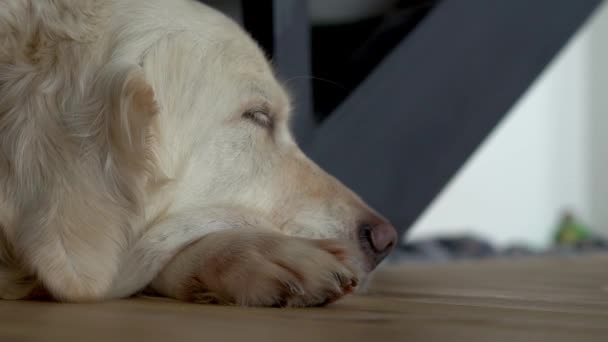 Cinta untuk hewan peliharaan. Potret close-up dari anjing tidur . — Stok Video