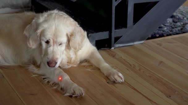 Video divertido. Gran perro blanco está jugando con un puntero láser en el piso en el apartamento . — Vídeo de stock