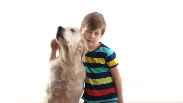 Cuidado y amor por las mascotas. niño en el estudio sobre un fondo blanco posando con un perro grande golden retriever — Vídeo de stock