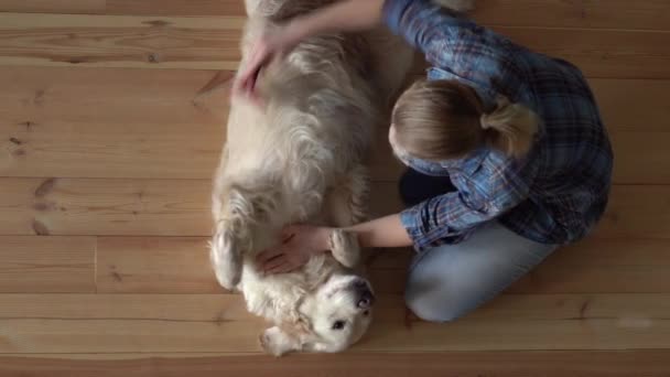 Cura degli animali. donna sta pettinando un grande cane Golden Retriever con un pettine di pulizia in metallo a casa. vista dall'alto — Video Stock