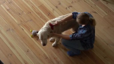 Hayvan bakımı. Kadın evinde metal bir tarak ile büyük bir Golden Retriever köpeğini tarıyor. en üstteki görünüm