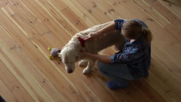 Husdjursvård. kvinna kammar en stor Golden Retriever hund med en metall grooming kam hemma. ovanifrån — Stockvideo