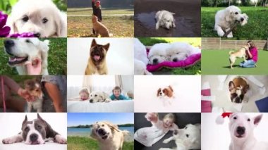 Evcil hayvan sevgisi. Köpekler ve sahipleri, kolaj.