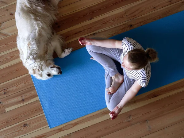 Zůstaň doma. žena dělá jógu v obývacím pokoji během karantény, v blízkosti leží velký pes. Stock Obrázky