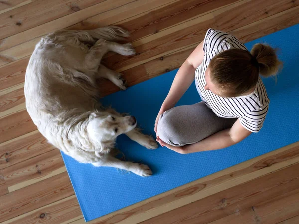 Quédate en casa. mujer haciendo yoga en la sala de estar durante la cuarentena, un perro grande está tirado cerca . —  Fotos de Stock