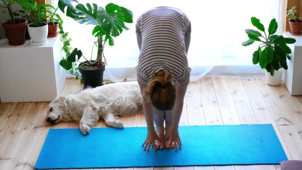 Fica em casa. mulher fazendo ioga na sala de estar durante a quarentena, um cão grande está deitado nas proximidades . — Vídeo de Stock