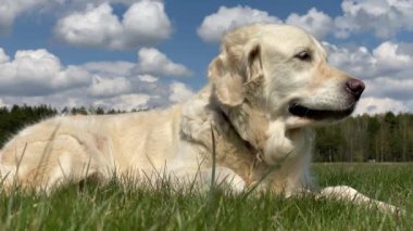 Evcil hayvan sevgisi. Güneşli yaz havasında bir tarlada güzel bir golden retriever 'ın yakın plan portresi.