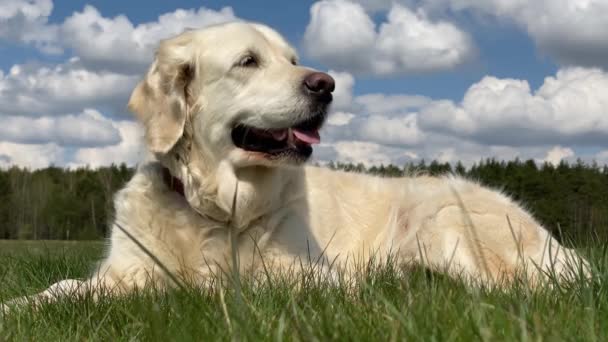 Liebe zu Haustieren. Nahaufnahme Porträt eines schönen Golden Retrievers auf einem Feld bei sonnigem Sommerwetter — Stockvideo