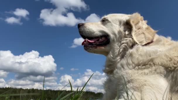 Evcil hayvan sevgisi. Güneşli yaz havasında bir tarlada güzel bir golden retriever 'ın yakın plan portresi. — Stok video