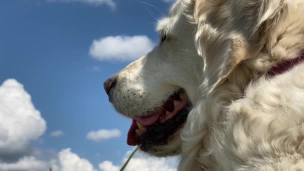 Evcil hayvan sevgisi. Güneşli yaz havasında bir tarlada güzel bir golden retriever 'ın yakın plan portresi. — Stok video