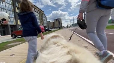 Dünya bir köpeğin gözleriyle. Golden Retriever yürüyüşe çıktı. Köpek bakış açısı, yavaş çekim videosu