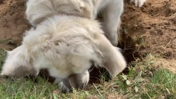 有趣的视频-黄金猎犬在田野里挖了个洞 — 图库视频影像