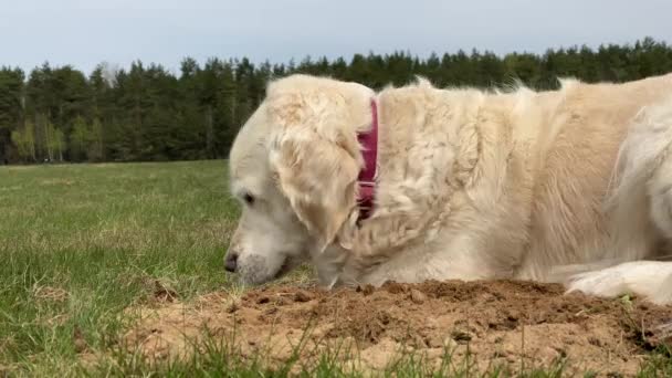 Komik video - golden retriever sahada bir çukur kazıyor — Stok video