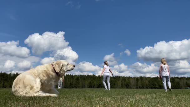 Stile di vita sano e amore per gli animali domestici. famiglia con un grosso cane che gioca con una palla sul campo — Video Stock