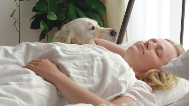 Video divertido. amor por las mascotas. gran perro blanco despierta a la amante en el dormitorio por la mañana temprano — Vídeo de stock