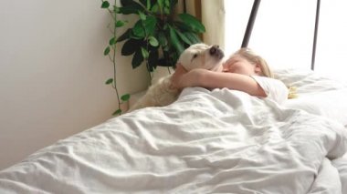 Komik video. Evcil hayvan sevgisi. Büyük beyaz köpek sabahın erken saatlerinde yatak odasında metresi uyandırır.