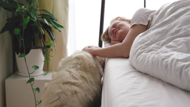 Video divertido. amor por las mascotas. gran perro blanco despierta a la amante en el dormitorio por la mañana temprano — Vídeo de stock