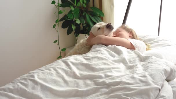 Vídeo engraçado. amor por animais de estimação. grande cão branco acorda a amante no quarto no início da manhã — Vídeo de Stock