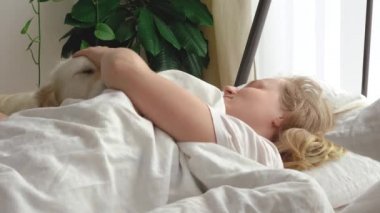 Komik video. Evcil hayvan sevgisi. Büyük beyaz köpek sabahın erken saatlerinde yatak odasında metresi uyandırır.