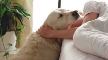 Komik video. Evcil hayvan sevgisi. Büyük beyaz köpek sabahın erken saatlerinde yatak odasında metresi uyandırır.
