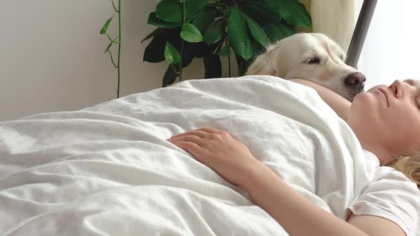 Video divertido. amor por las mascotas. gran perro blanco despierta a la amante en el dormitorio por la mañana temprano — Vídeo de stock