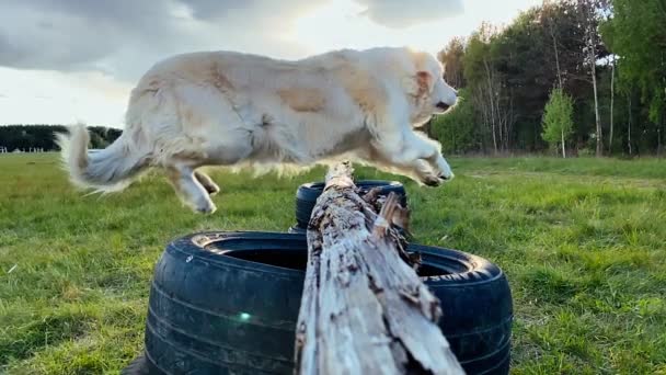 スローモーションの美しさ。大きな犬が自然界の壁を飛び越えて. — ストック動画