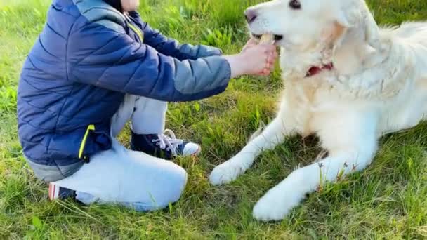 スローモーションの美しさ。小さな男の子が自然の中で犬と遊んで棒を取って. — ストック動画