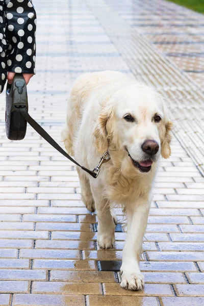 Pandemia de coronavirus en la ciudad. chica caminando un perro golden retriever a lo largo de calles vacías —  Fotos de Stock