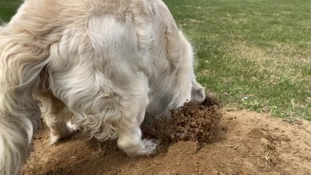 Смешное видео - золотистый ретривер копает яму в поле, супер медленное движение — стоковое видео