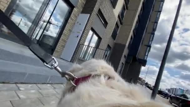 O mundo através dos olhos de um cão. golden retriever para uma caminhada. Ponto de vista do cão, vídeo em câmera lenta — Vídeo de Stock