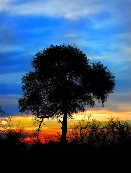 Südafrikanischer Sonnenuntergang — Stockfoto