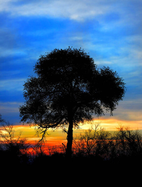 South African sunset in Kruger Game Reserve