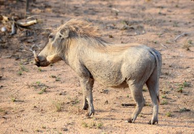 Kruger Park büyük yaban domuzu