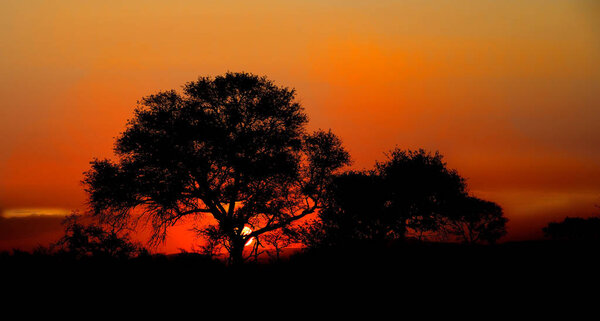 Sunset in Krugar National Park showing the silhouette of a Marula trees
