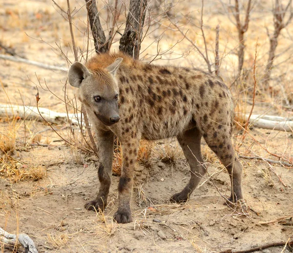 Hiena w Parku Narodowego Kruger — Zdjęcie stockowe