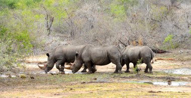 Three Rhinoceros drinking water clipart