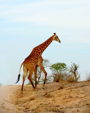 Güney Afrika'da zürafa