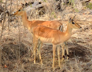İmpalas Kruger National Park