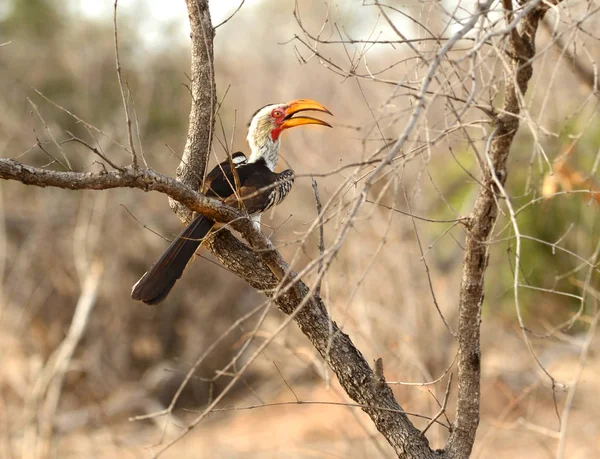 Södra gula fakturerade hornbill — Stockfoto