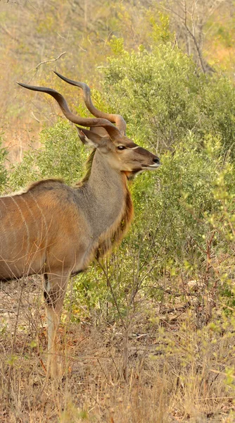 Duży męski Kudu — Zdjęcie stockowe