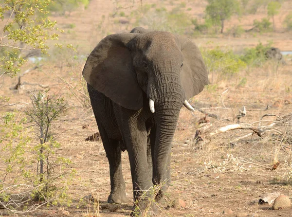 Elaphant in het Kruger Nationaal Park — Stockfoto
