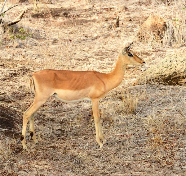 Impala femminile nel Parco Nazionale di Kruger — Foto Stock