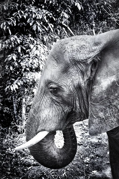 Olifant in kruger national park — Stockfoto