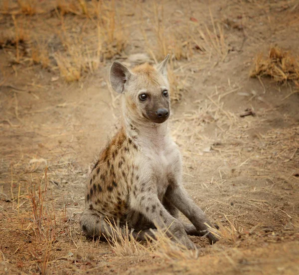 Pup młode hieny — Zdjęcie stockowe