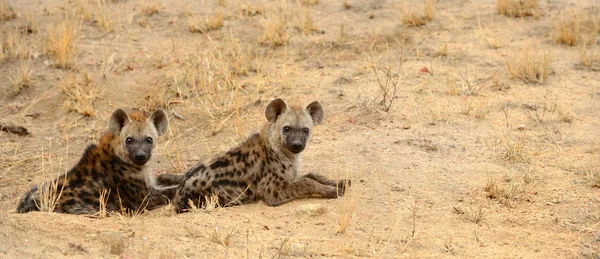 Hienas em Kruger Park — Fotografia de Stock