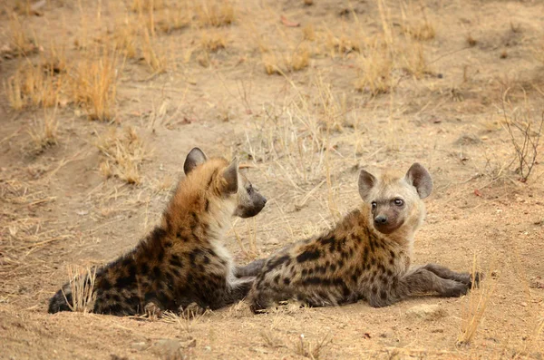 Hyena's in het Kruger Park — Stockfoto